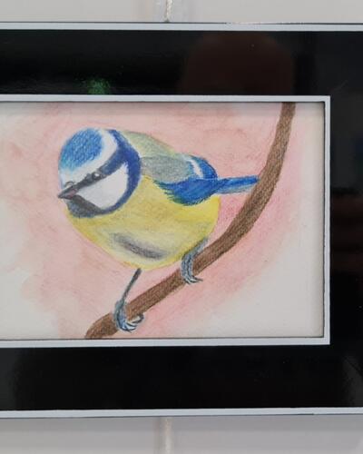 Jos Lemmerling -  Blue Tit